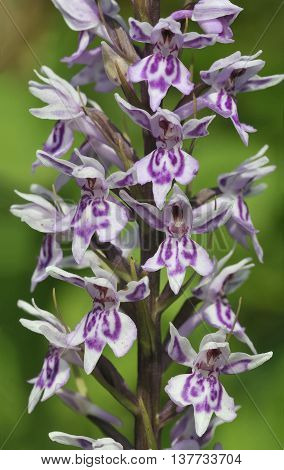 Common Spotted Orchid - Dactylorhiza fushsii
Closeup of flowers