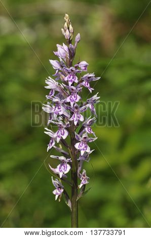Common Spotted Orchid - Dactylorhiza fushsii
Single flower spike