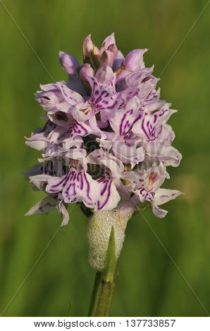 Common Spotted Orchid - Dactylorhiza fushsii With Cuckoo Spit