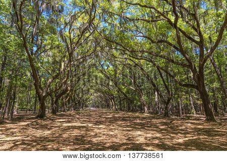 Canopy of old live oak trees draped in spanish moss at historic Wormsloe Plantation in Savannah Georgia USA