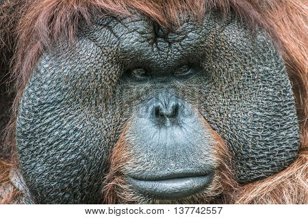 Portrait Of A Bornean Orangutan