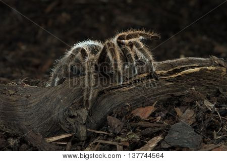 Chilean Rose Tarantula (Grammostola Rosea) on forest floor