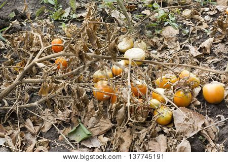 The Bush tomato dried in the sun because of the drought