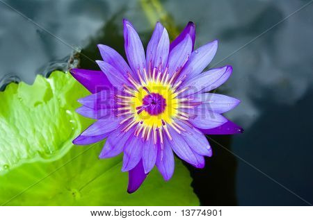 Purple Lotus