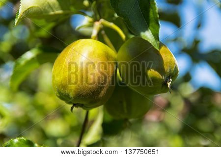 Ripe apple in a private garden near the house