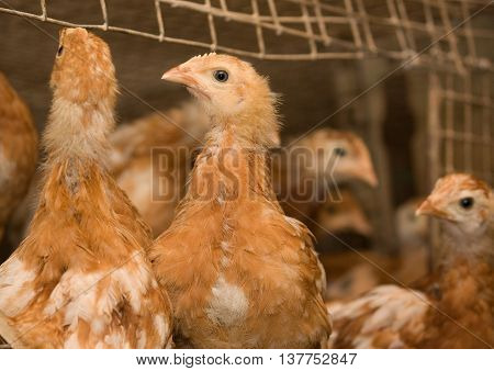 Young brown chickens in a cage at the poultry farm