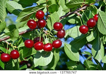 Fruit growing in eastern Europe, cherry orchard