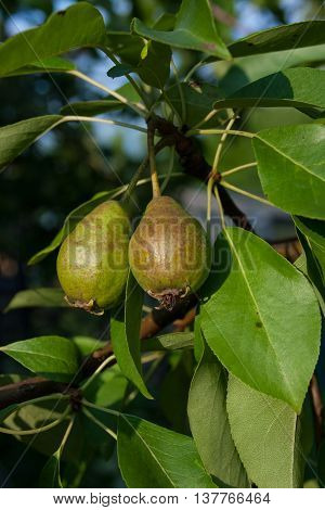 Two unripe pears on the branch of the tree closeup