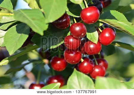 Fruit growing in eastern Europe, cherry orchard