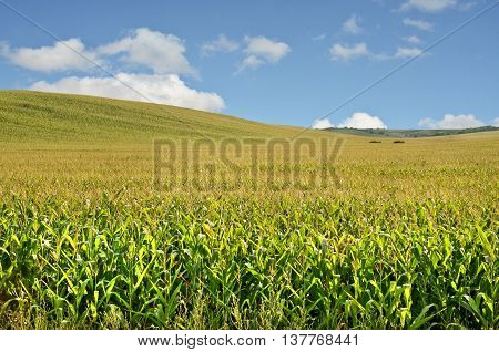 Young cornfield. Agriculture and farming in eastern Europe