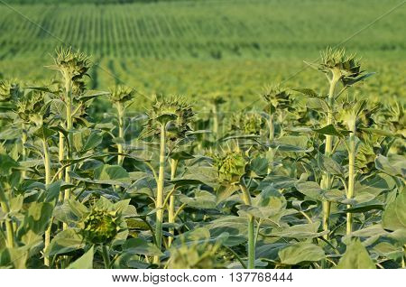 Endless Sunflower Field, farming in eastern Europe