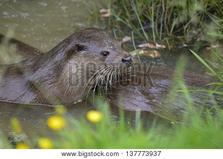 Two Otters Mustelinae Lutrinae Swimming In River In Summer