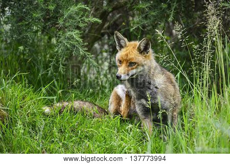 Stunning Male Fox In Long Lush Green Grass Of Summer Field