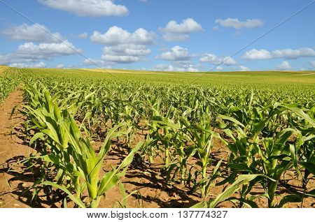 Young cornfield. Agriculture and farming in eastern Europe