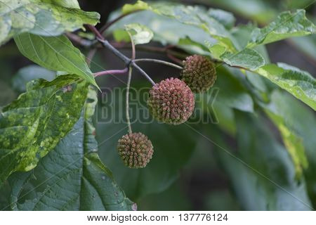 Alabama Buttonbush Wildflower Cephalanthus occidentalis Wildflower Buds