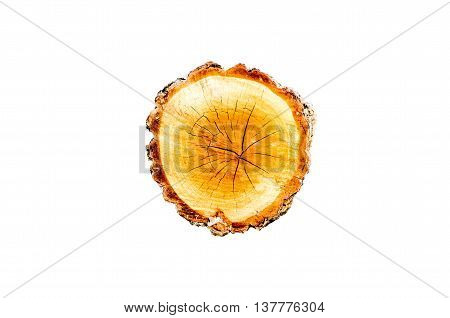 Top view of tree stump isolated on white background