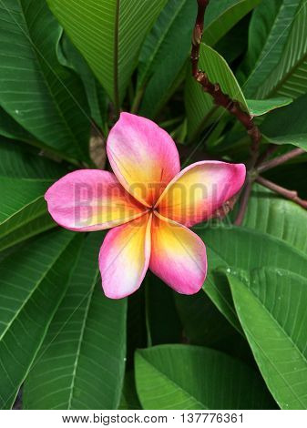 Beautiful Pink Plumeria in front of green leaf in the garden.