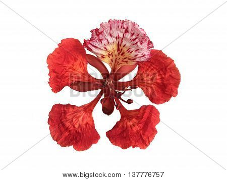 The Flamboyant or Delonix Regia Flower isolated.