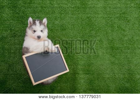 Cute siberian husky lying and holding blackboard on greengrass