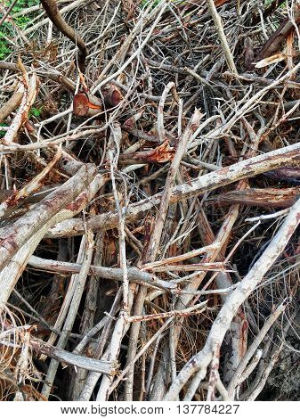 Dry twigs on the ground.tree, nature background