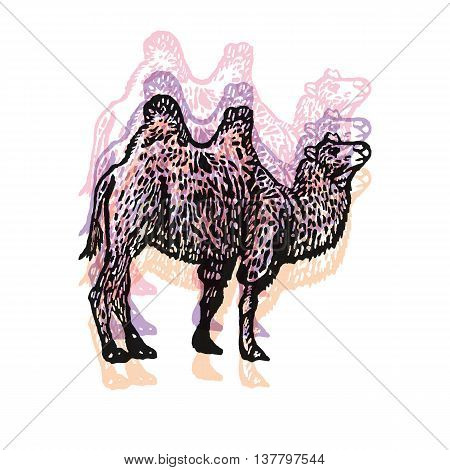 Camel sign. Bactrian Camel. Desert Tourism. Vector engraved Illustration. Linocut camel Isolated on a white background