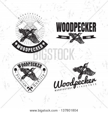 Vector black and white logo set with forest woodpecker bird. The woodpecker bird as main element of logotypes on white background. Engraves vector design graphic element emblem logo sign