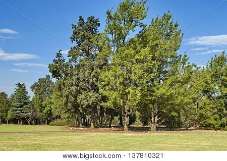 Beautiful landscape of Emmarentia park in Johannesburg, South Africa