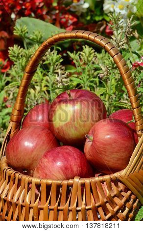 Red delicious apples in the basket with flower background