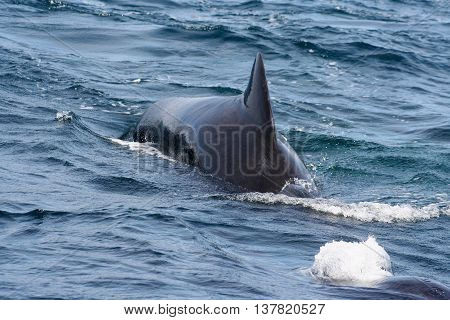 sperm whale hunting whales in the Norwegian fjords