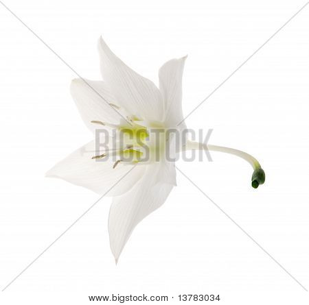 Eucharis liliom virág a fehér háttér