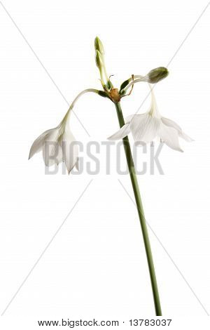 Eucharis virág a fehér háttér