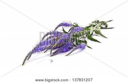 Garden flower Veronica longifolia by close-up on a white background