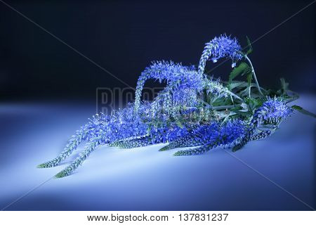 Garden flower Veronica longifolia by close-up on a white background. Light brush