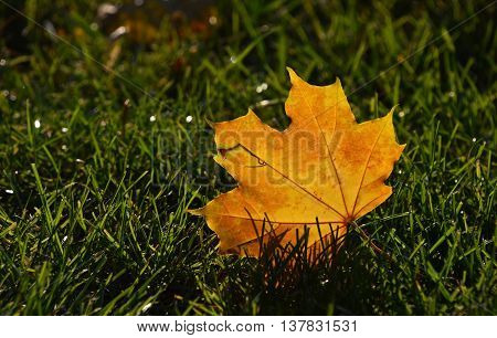 One beautiful yellow orange autumn fallen translucent maple leaf in green grass in golden sunshine back light low angle ground level view close up