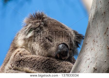 Koala on Kangaroo Island in eucalyptus tree