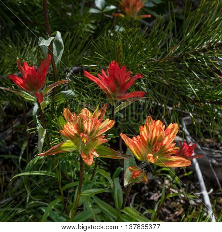 Striped Indian Paintbrush Flowers bloom in late June