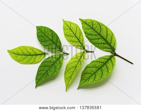 Green leave put-down on white background for pattern.