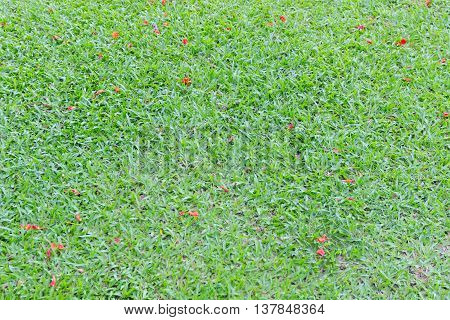 Grass background in Bhuddhamonthon garden Nakhon Pathom Thailand