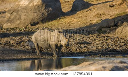 mother and baby white rhinoceros in the riverbank in South Africa