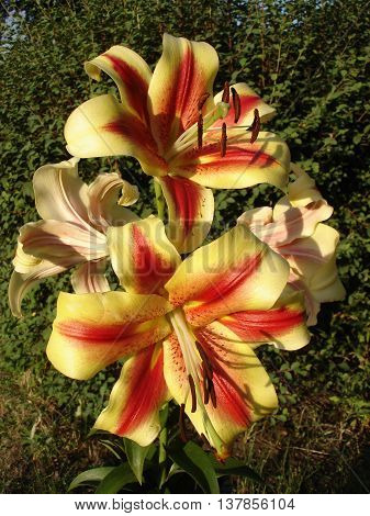 Orienpet hybrids lily 'Montego Bay' yellow-pink with red-wine smear flowers.
