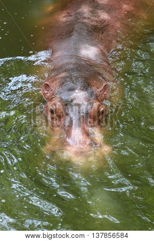 hippopotamus to soaking water the wildlife animal in Africa.