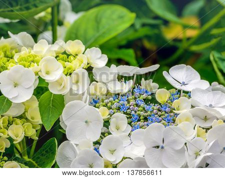 Closeup of a Hydrangea macrophylla shrub with pure white petals and small blue purple and green buds. It is summer now.