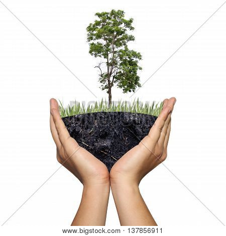 A tree on ground in the hands of menPhoto montage showing in concept of global warming and conserve forest natureBeautiful world with our hands.