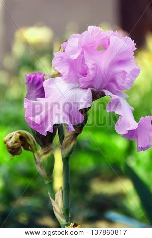 Iris Garden Flower Blooming In The Garden, Soft Focus