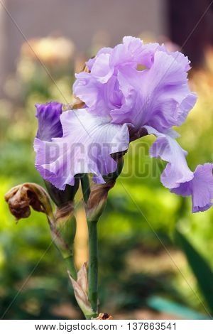 Iris Garden Flower Blooming In The Garden, Soft Focus