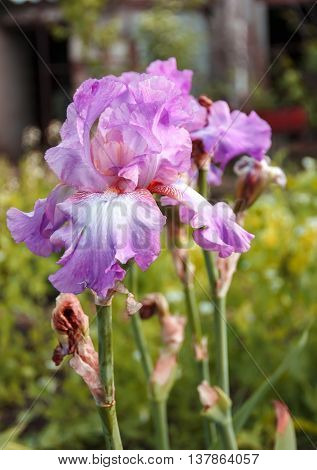 Iris Garden Flower Blooming In The Garden, Soft Focus