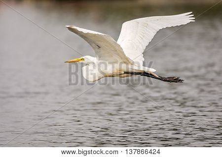 White Great Egret in flight over the lake.