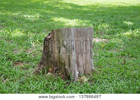 An old short stump on green grass