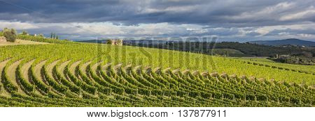 Vineyard in a typical Toscan landscape Italy