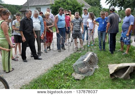 Shmankivchyky - Ukraine - 29 June 2016. The villagers caught an unknown animal which is popularly called Chupacabra. This beast killed many rabbits and poultry